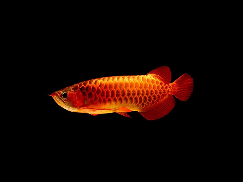 Chimaltenango Red arowana with blue background