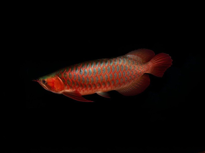 Chimaltenango Red arowana with green bottom