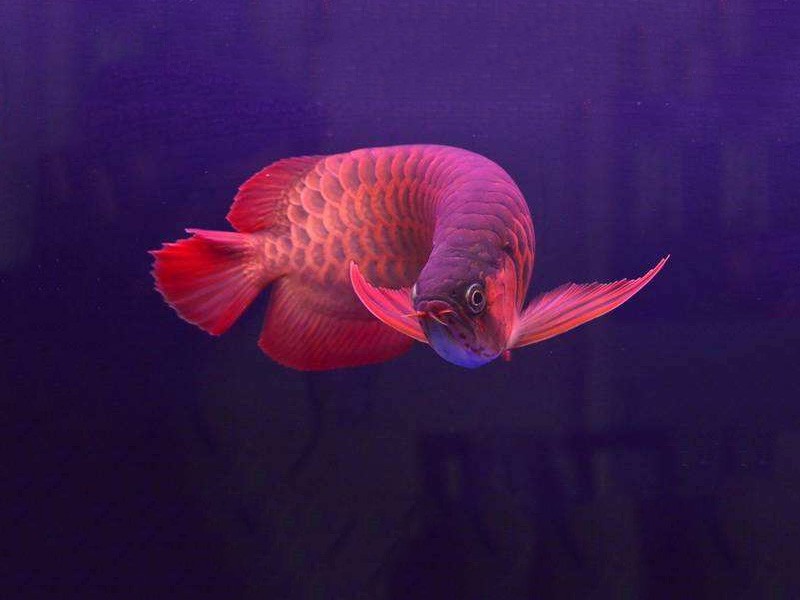 Chimaltenango Chili red arowana 2