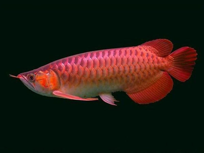 Chimaltenango Chili red Arowana