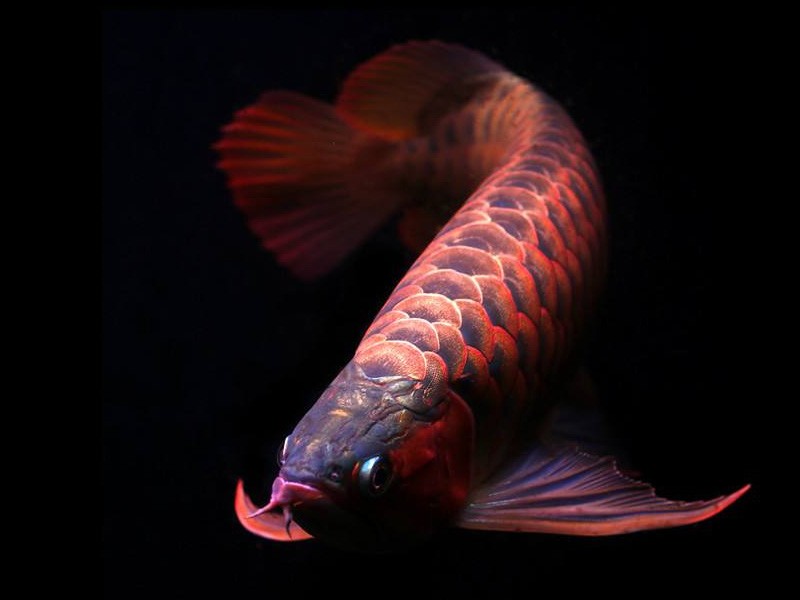 Chimaltenango Orange red Arowana