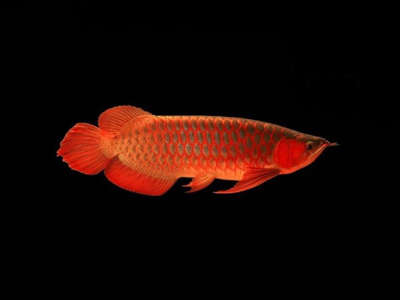 Chimaltenango Red bottom red Arowana