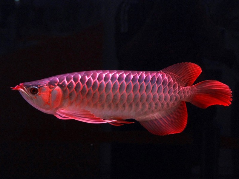 Chimaltenango Great Lake red Arowana